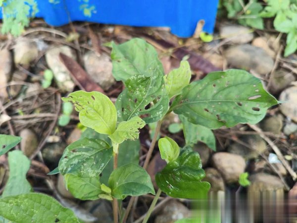 国内最安全的股票配资平台 茎节似牛膝盖！“腰膝草”补肝肾强筋骨，作用大！